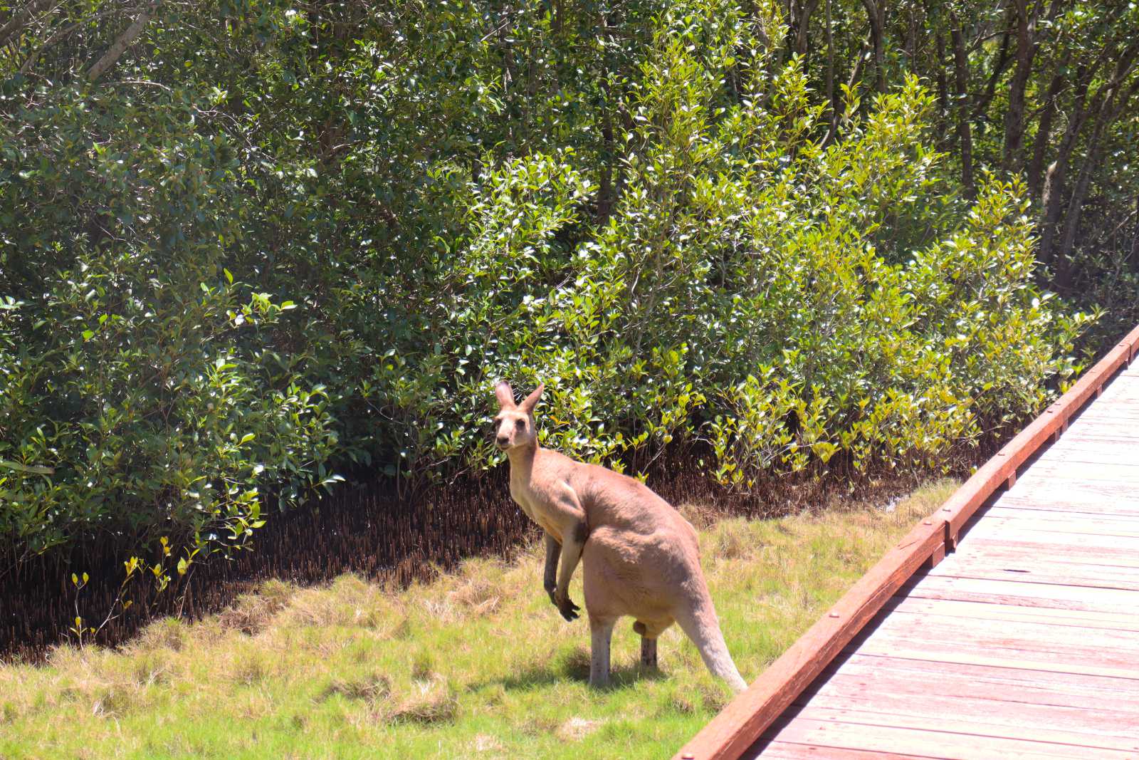 Kangaroo at Saltwater Park, Hope Island, Gold Coast, Queensland