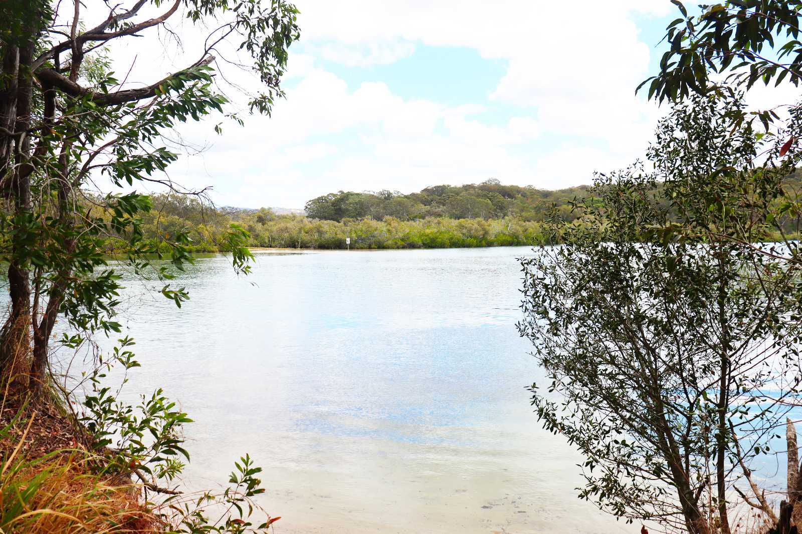 Tallebudgera Creek Conservation Park: A Walk for Nature Lovers